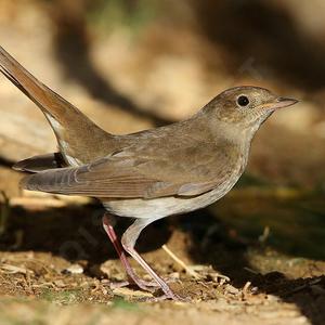 Common Nightingale