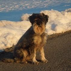 Standard Schnauzer