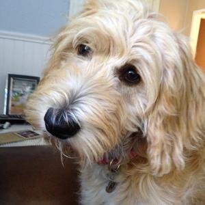 Unknown Breed