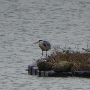 Grey Heron