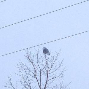 Snowy Owl