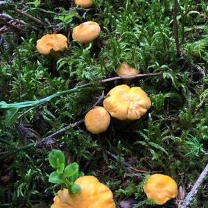 Chanterelle, Common