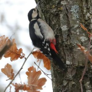 Great Spotted Woodpecker