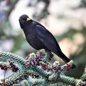 Eurasian Blackbird