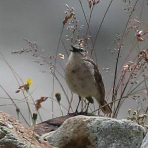 Northern Wheatear