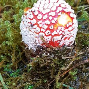 Fly Agaric