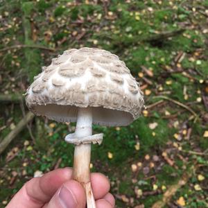 Shaggy Parasol