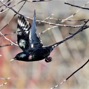 Common Starling