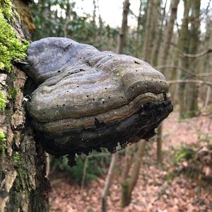 Tinder Polypore