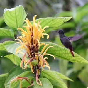 Rufous-tailed Hummingbird