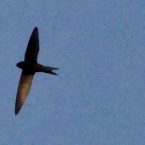 Common Swift