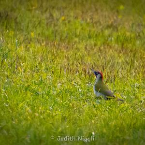 Eurasian Green Woodpecker