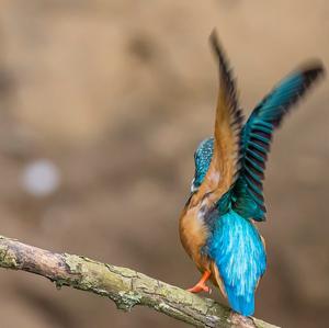 Common Kingfisher