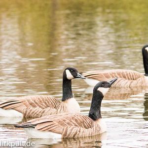 Canada Goose