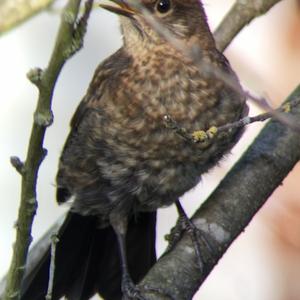 Eurasian Blackbird