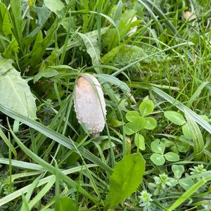 Shaggy Mane