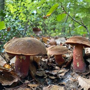 Dotted-stem Bolete