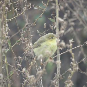 Willow Warbler