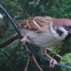 Eurasian Tree Sparrow