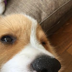 Welsh Corgi (Pembroke)