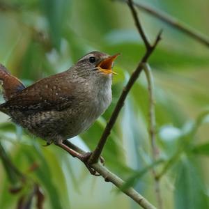 Winter Wren