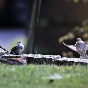 House Sparrow