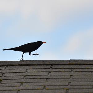 Eurasian Blackbird