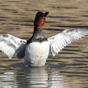 Common Pochard