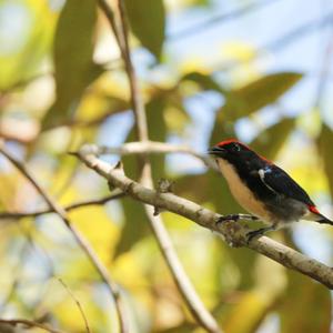 Scarlet-backed Flowerpecker