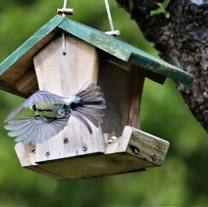 Great Tit