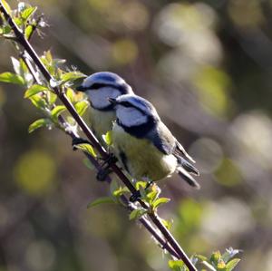 Blue Tit