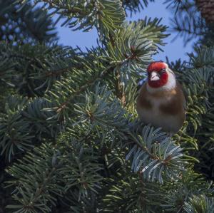 European Goldfinch