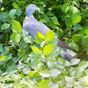 Common Wood-pigeon