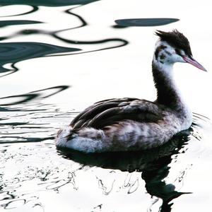 Great Crested Grebe