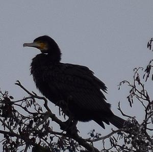 Great Cormorant