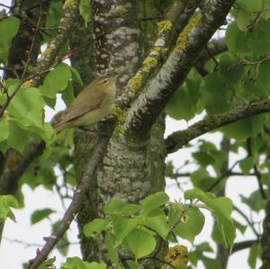 Common Chiffchaff