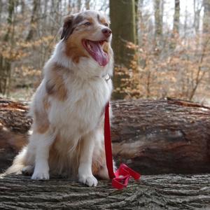 Australian Shepherd