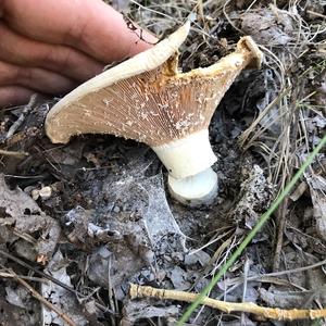 Fleecy Milk Cap