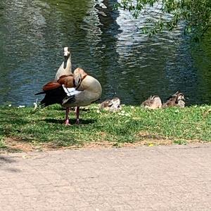 Nilgans