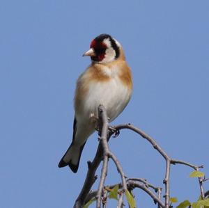 European Goldfinch