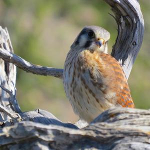 American Kestrel