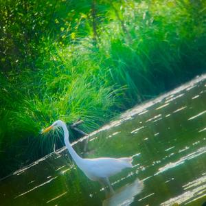 Great Egret