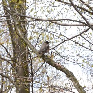 American Robin