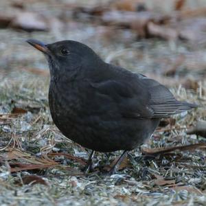 Eurasian Blackbird