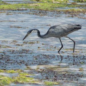 Black-headed Heron