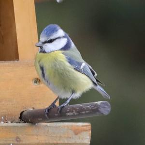 Blue Tit