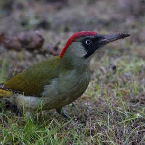 Eurasian Green Woodpecker