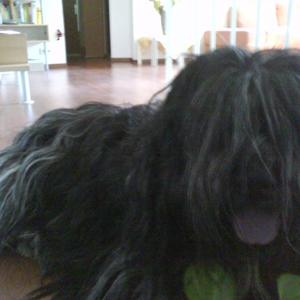 Unknown Breed