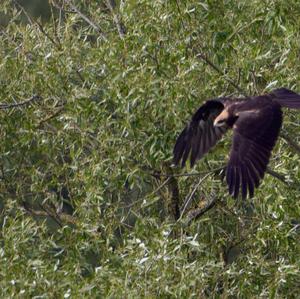 Western Marsh-harrier