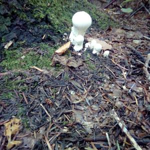 Gem-studded Puffball